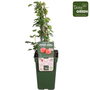 Ribes uva-crispa EASYCRISP LADY LATE