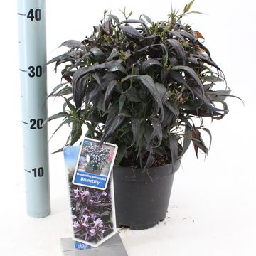 Strobilanthes anisophylla BRUNETTHY