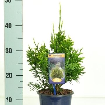 Thuja plicata 'Can-Can'