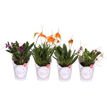 Masdevallia MIX