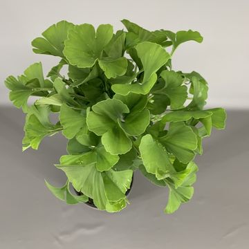 Ginkgo biloba 'Mariken'