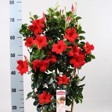 Mandevilla DIAMANTINA TOPAZE VERMILLION