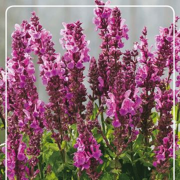 Salvia x sylvestris 'Rose Marvel'