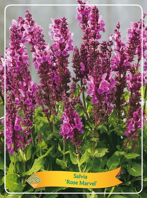 Salvia x sylvestris 'Rose Marvel'