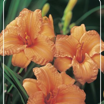 Hemerocallis 'Bertie Ferris'