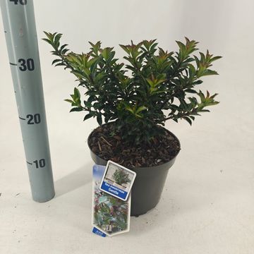 Ilex x meserveae GENTLE