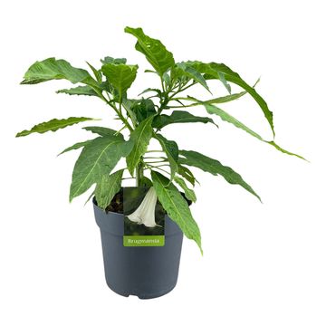 Brugmansia BUSH WHITE
