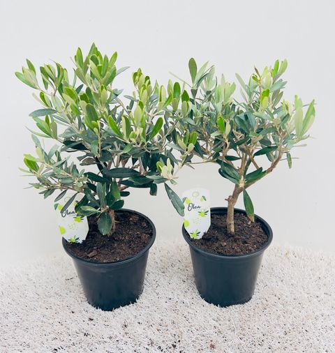 Olea europaea