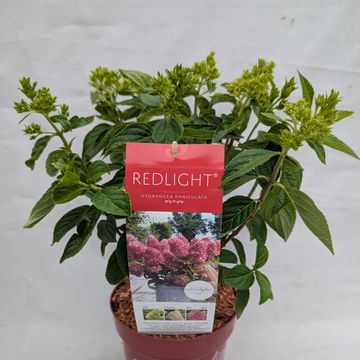 Hydrangea paniculata GARDENLIGHTS REDLIGHT
