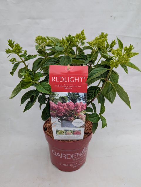 Hydrangea paniculata GARDENLIGHTS REDLIGHT
