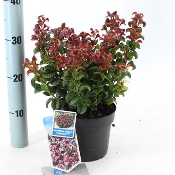 Leucothoe axillaris 'Curly Red'