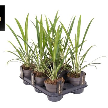 Aglaonema 'Forest Grass'