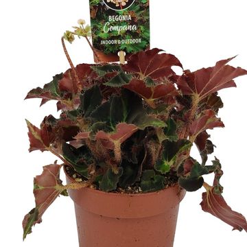 Begonia 'Evy'