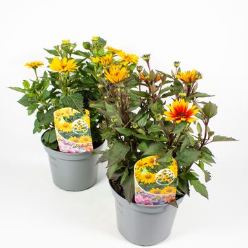 Heliopsis helianthoides MIX