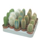 Cereus MIX