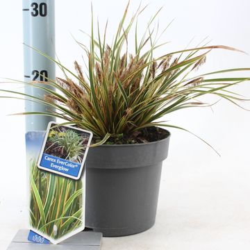 Carex morrowii EVERCOLOR EVERGLOW