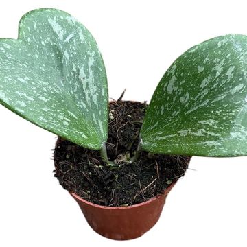 Hoya kerrii 'Splash'