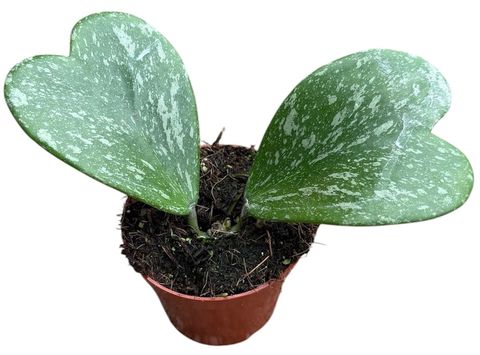 Hoya kerrii 'Splash'