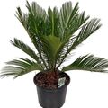 Cycas revoluta