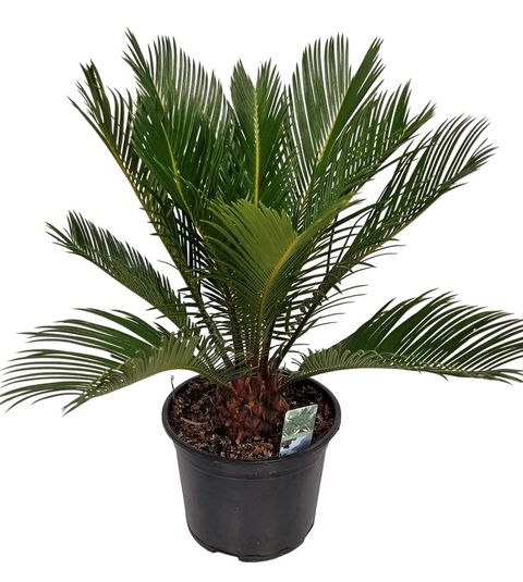 Cycas revoluta