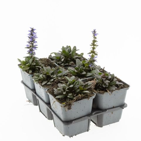 Ajuga reptans