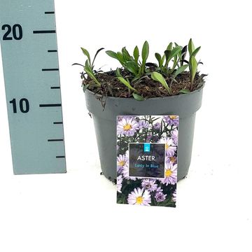Aster 'Lady in Blue'