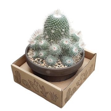 Mammillaria geminispina nobilis