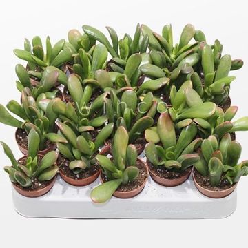 Crassula ovata 'Hobbit'