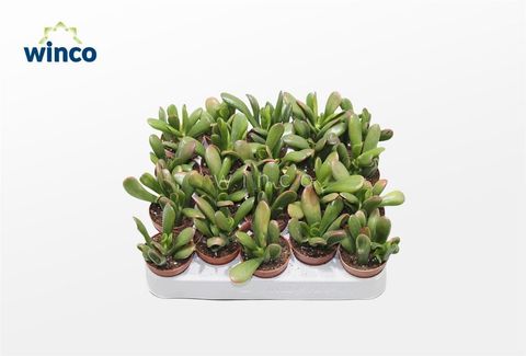 Crassula ovata 'Hobbit'