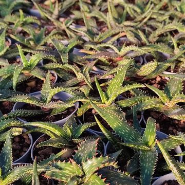 Aloe jucunda