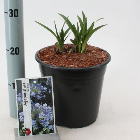 Agapanthus 'Sunfield'