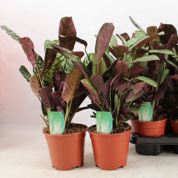 Ctenanthe MIX