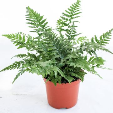 Athyrium spicatum
