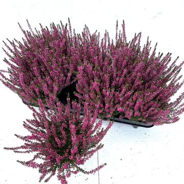 Calluna vulgaris GARDEN GIRLS AMETHYST