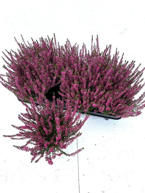 Calluna vulgaris GARDEN GIRLS AMETHYST