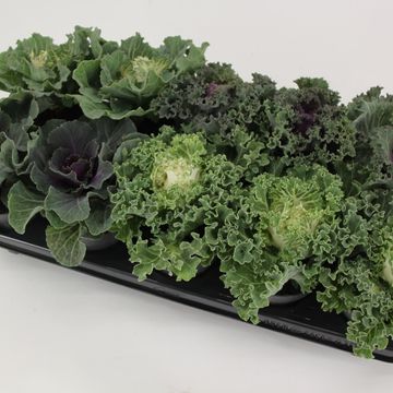 Brassica oleracea MIX