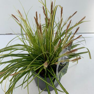 Carex oshimensis 'Evergreen'