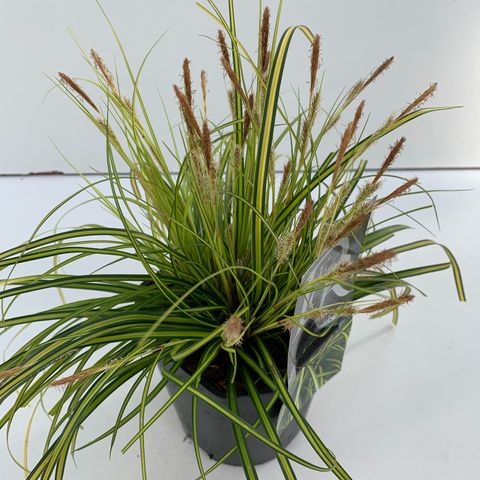 Carex oshimensis 'Evergreen'