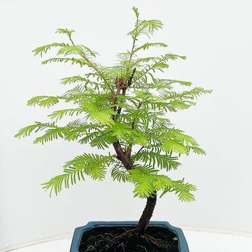 Pseudolarix amabilis