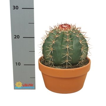 Melocactus bahiensis