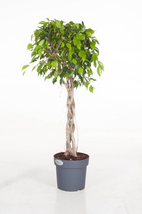 Ficus benjamina 'Exotica'