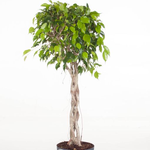 Ficus benjamina 'Exotica' (Ammerlaan, The Green Innovater)