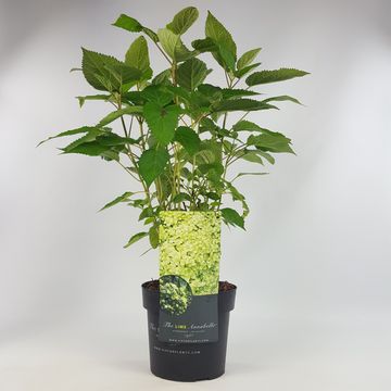 Hydrangea arborescens LIME RICKEY