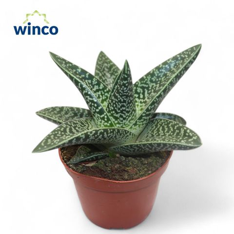 x Gasteraloe 'Aveo'