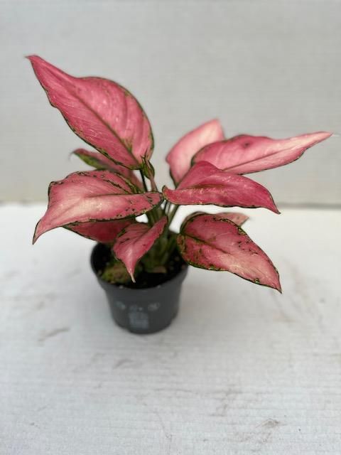 Aglaonema 'Pink Jili'