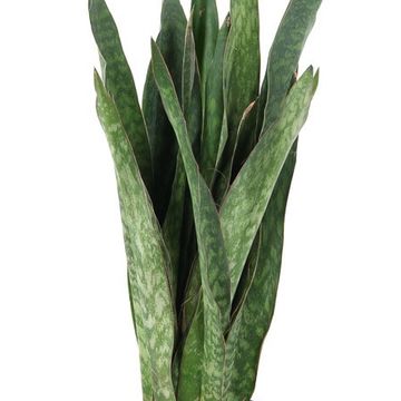 Sansevieria 'Sauvage'