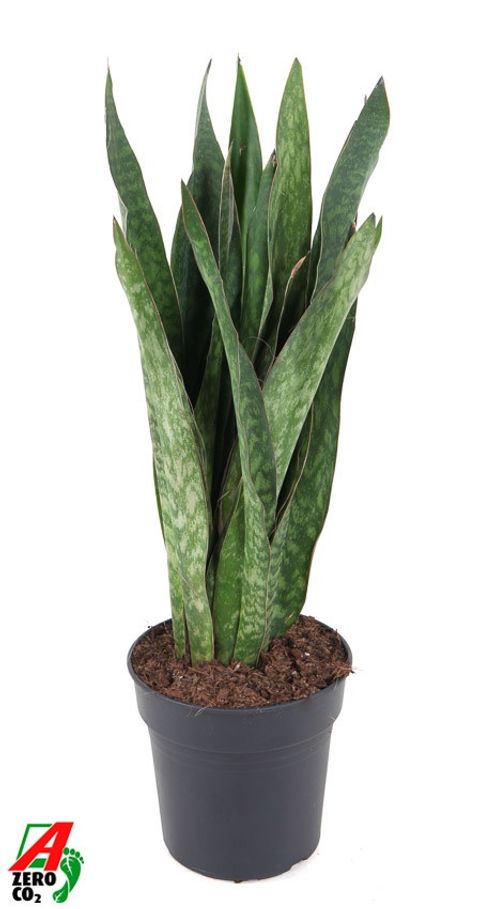 Sansevieria 'Sauvage'