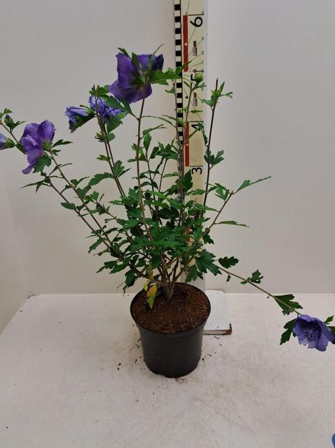 Hibiscus syriacus BLUE CHIFFON