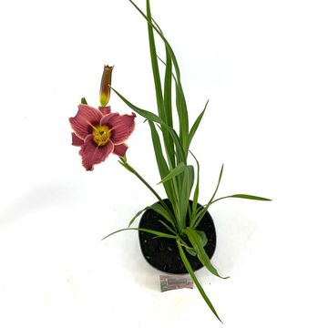 Hemerocallis 'Little Missy'