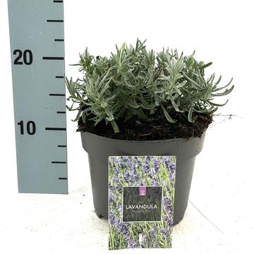 Lavandula angustifolia 'Hidcote'